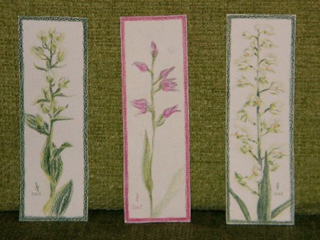 fehér, piros és kardos madársisak - Cephalantera damasonium, rubra, longifolia (színes ceruza)